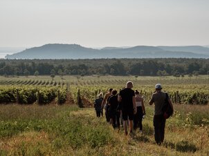 Tavaszi dűlőtúra és borkóstoló a Zelna Borászattal Balatonfüreden