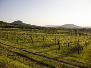 Bortúra a Tóti-hegy körül