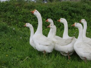 Libalakoma, újbor és mulatság: Márton-napi hagyományok és népszokások nyomába eredtünk