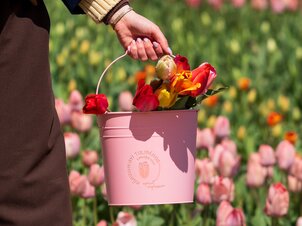 Tulipánszüret Kőröshegyen