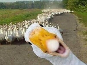 Márton-napi Sokadalom