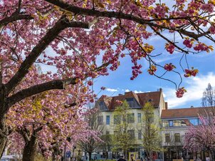 Spring Break in Veszprém and the Bakony-Balaton Region – Make Every Day a Memorable One! 